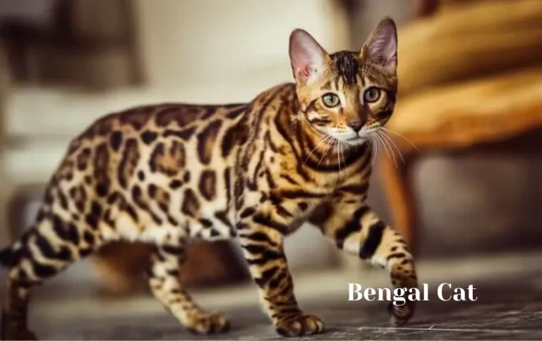 Competitive Bengal Cat Price in 2023 | How Much Does a Bengal Cat Cost?