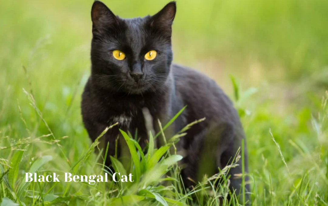 Black Bengal cat price