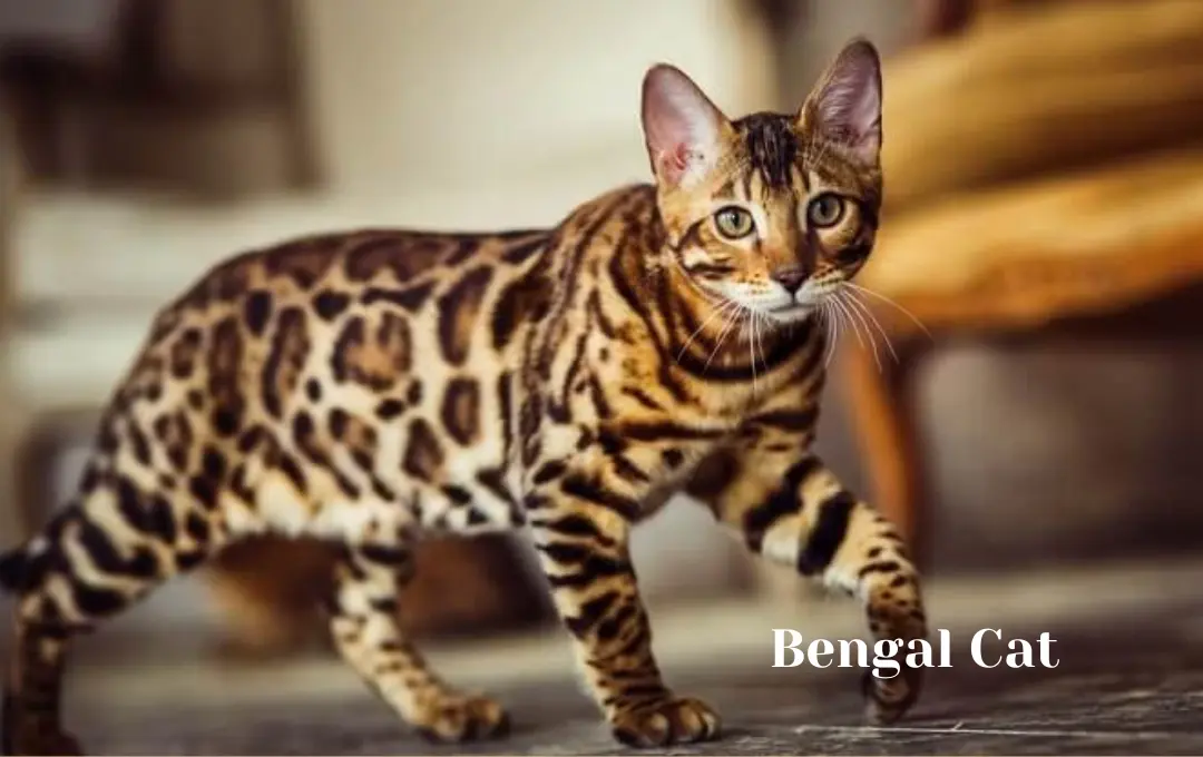 Bengal Cat price