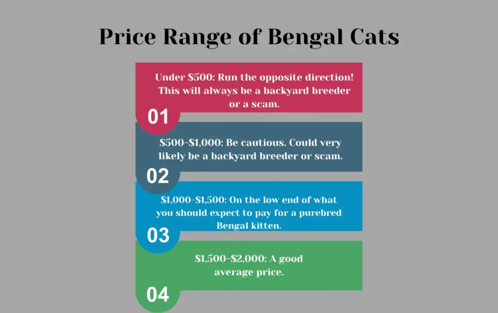 Bengal Cat Price Range