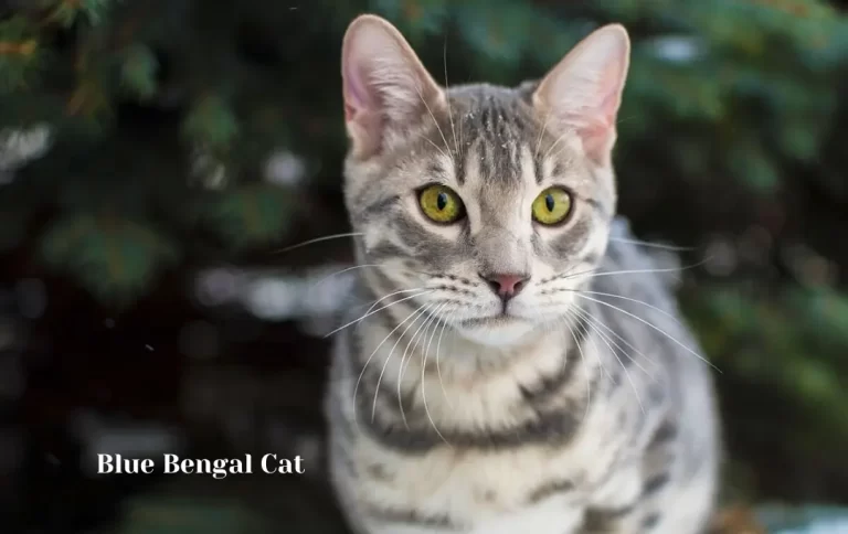 Affordable Blue Bengal cat price | Everything You Need to Know about Bengal cats in 2023