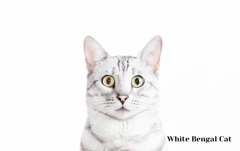 Attractive White Bengal Cat Price with Perfect Guide | How much will it cost you in 2023?