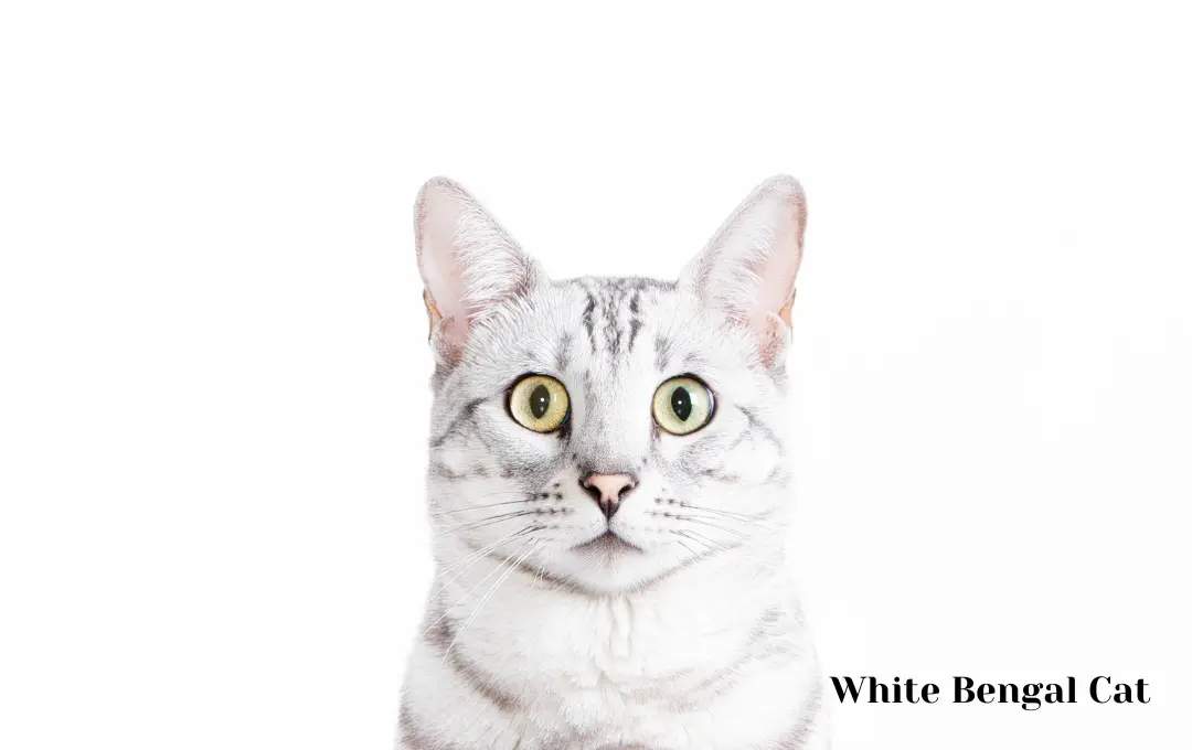 White Bengal Cat Price
