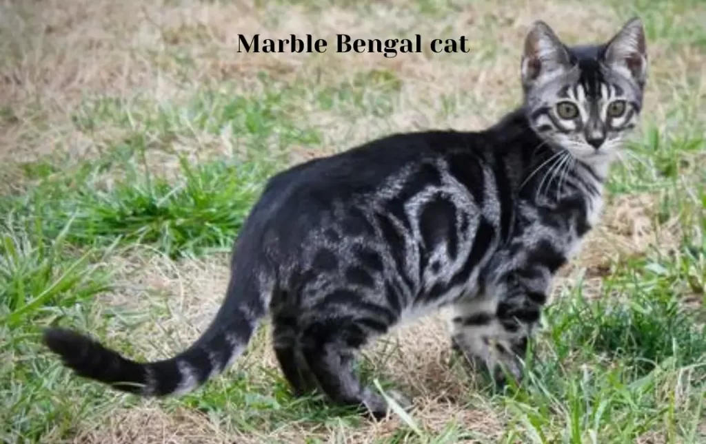 Marble Bengal cat