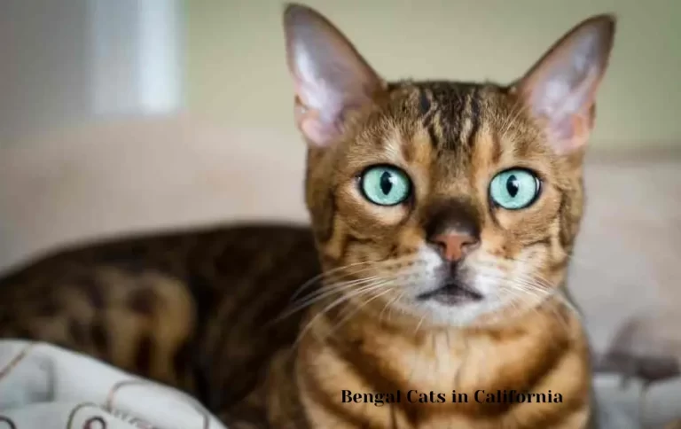 Competitive Bengal Cats in California 2023 | Bengal Cat Breed, Northern California