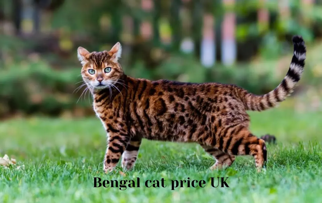 Bengal cat price UK