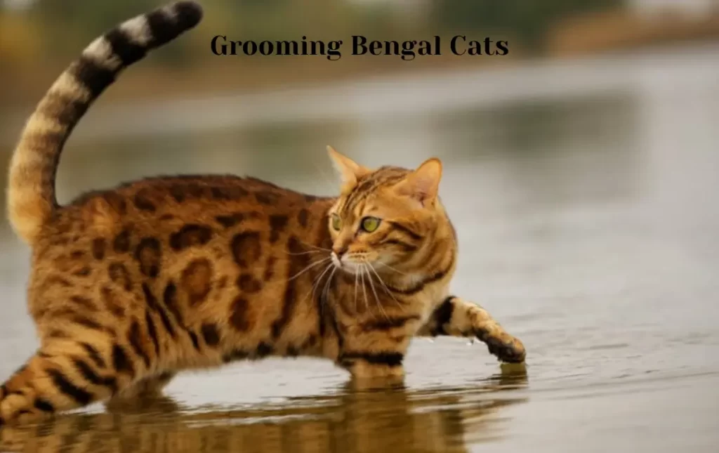 Grooming Bengal Cats in the UK