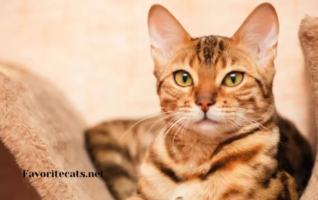 Factors that affect the Bengal Cat Prices