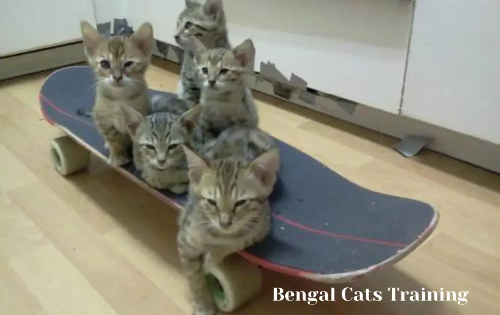 Training Bengal Cats in the UK