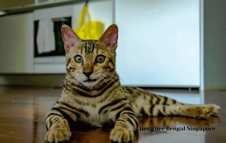 Inexpensive Bengal Cat Price Singapore | Designer Bengal Singapore 2023