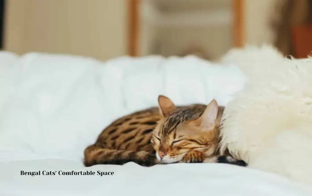 Creating a Comfortable Space for Bengal Cats