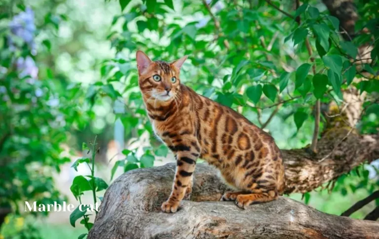 Affordable Marble Bengal Cat Price 2023 | How Much Does a Bengal Cat Cost?