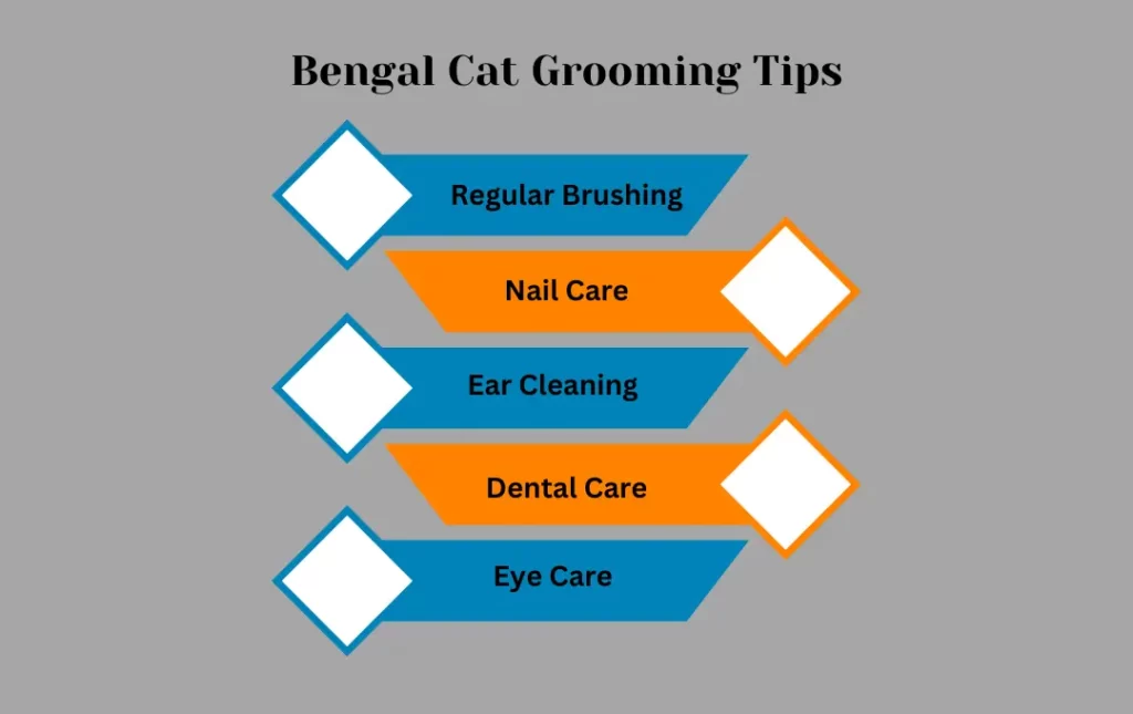 Grooming Tips for the Blue Coat