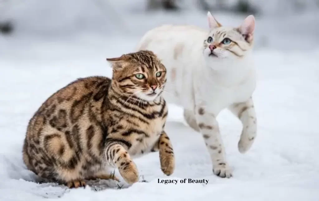F1 Bengal Cats: A Legacy of Beauty and Grace