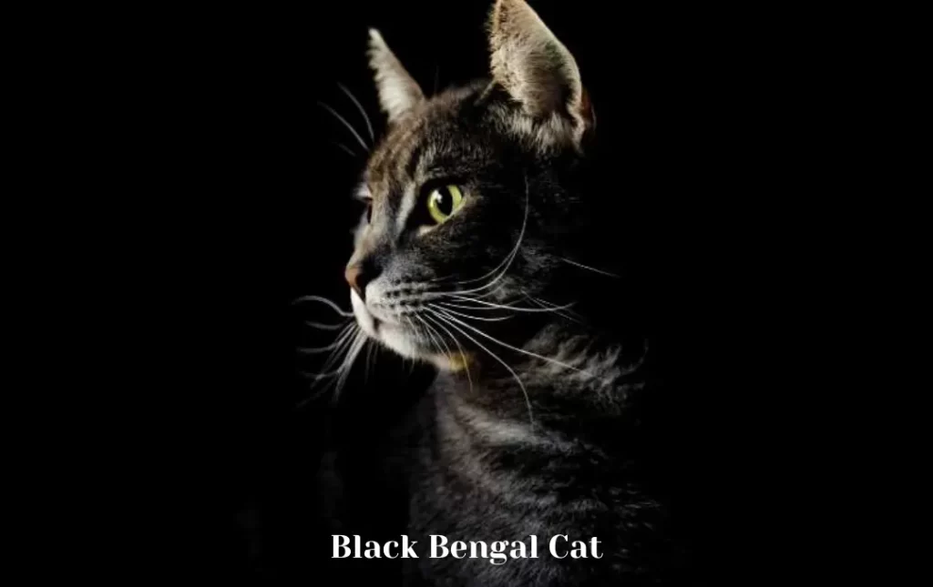 Black Bengal Cat