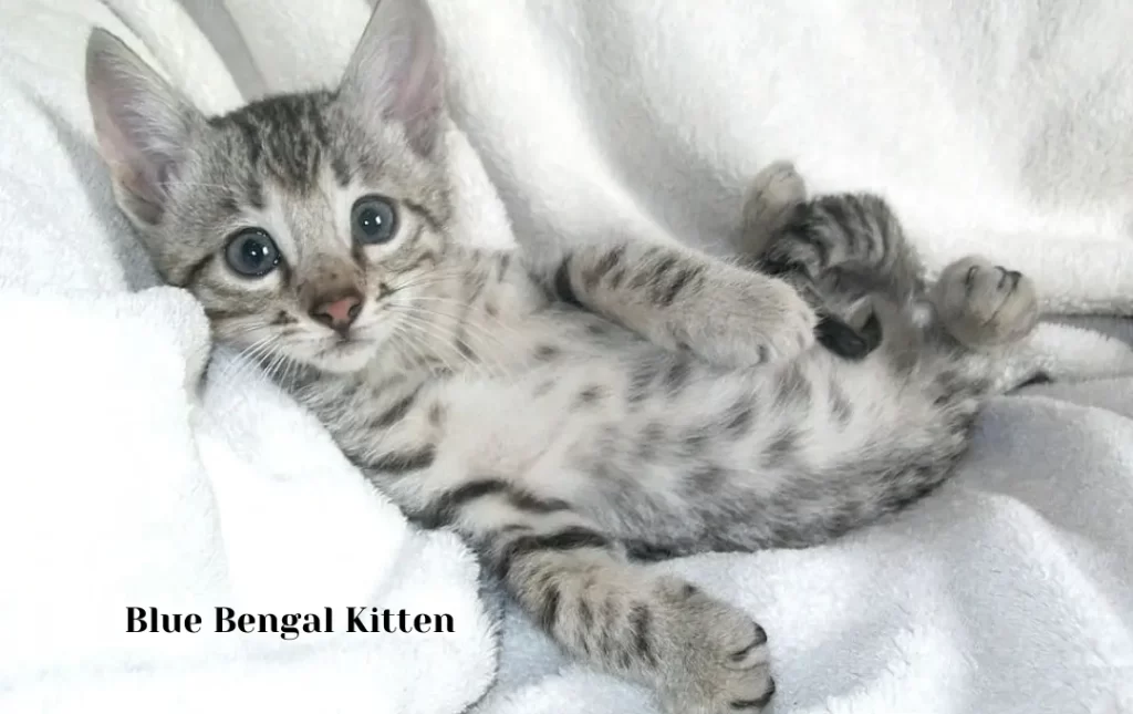 Blue Bengal Kittens