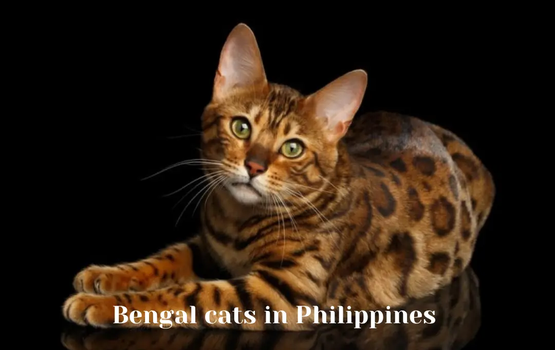 Bengal cat price in Philippines