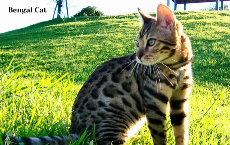 Economical Bengal Cat Price in Florida | Bengal Kittens for Sale in Florida in 2023
