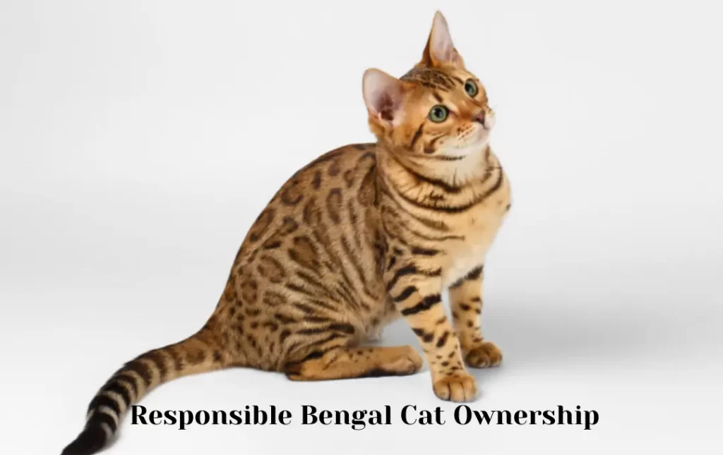 Responsible Bengal Cat Ownership in the Philippines