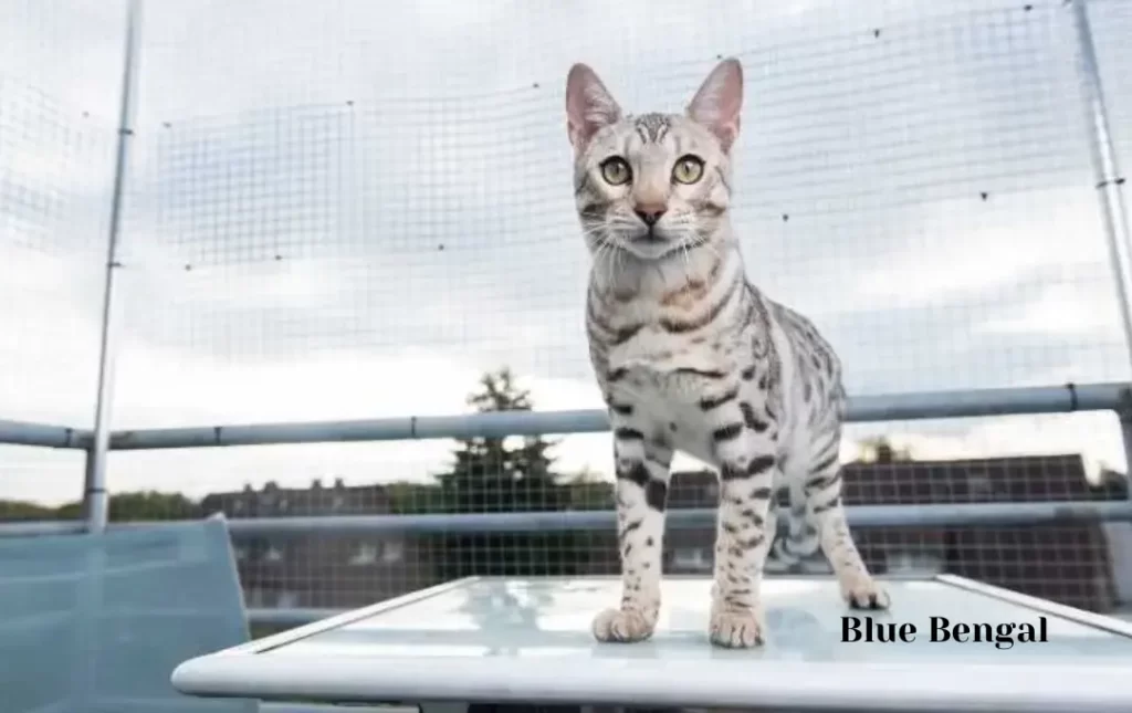 The Blue Bengal Experience