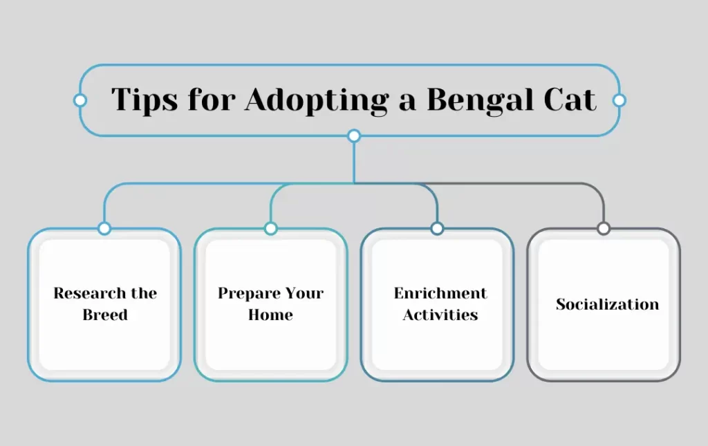 Tips for Adopting a Bengal Cat