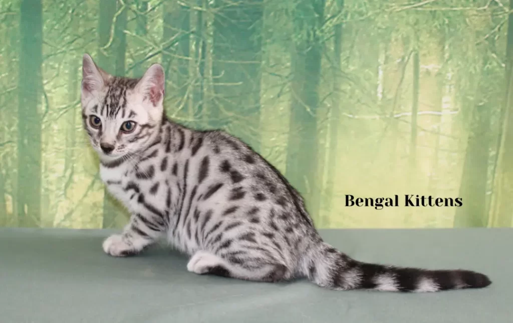 Bengal Cat Price in Florida