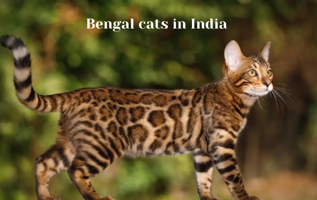 Bengal cat price in India