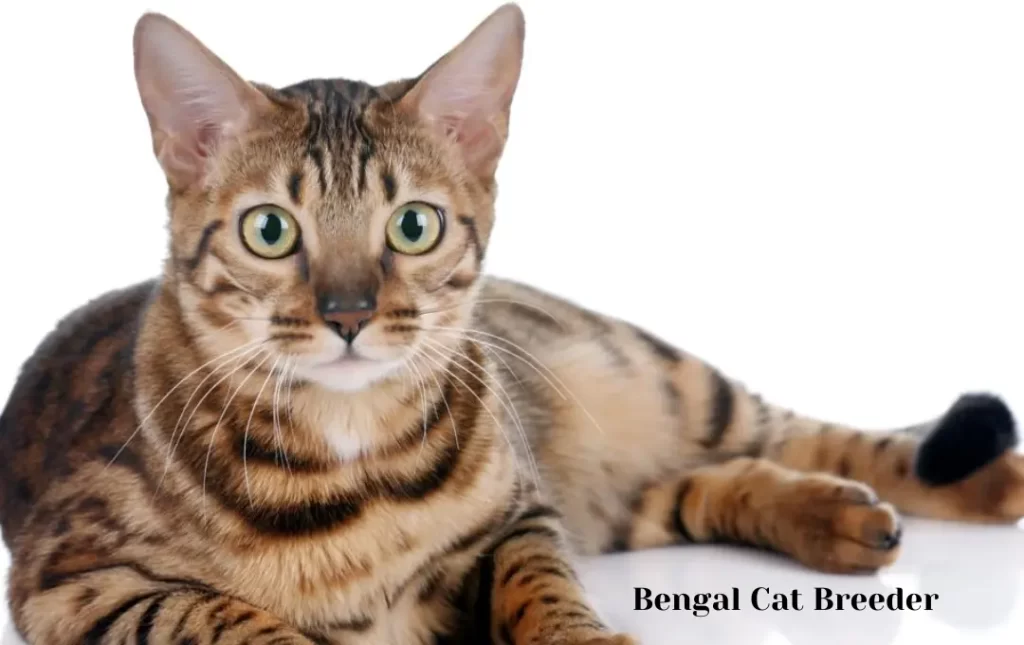  Bengal Cat Breeder in India