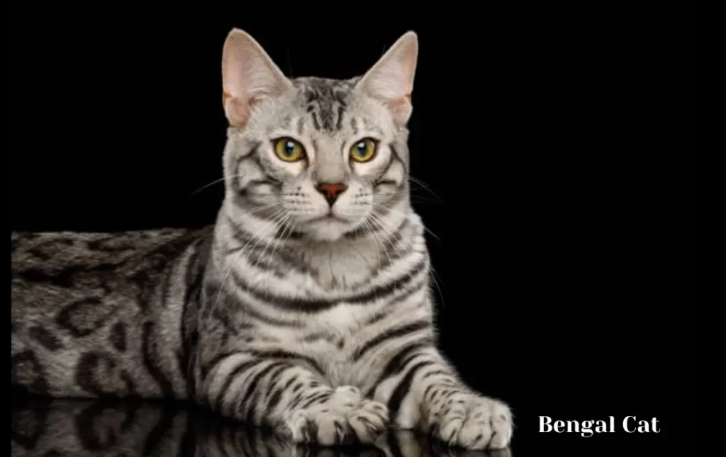 Factors Influencing Bengal Cat Price Range