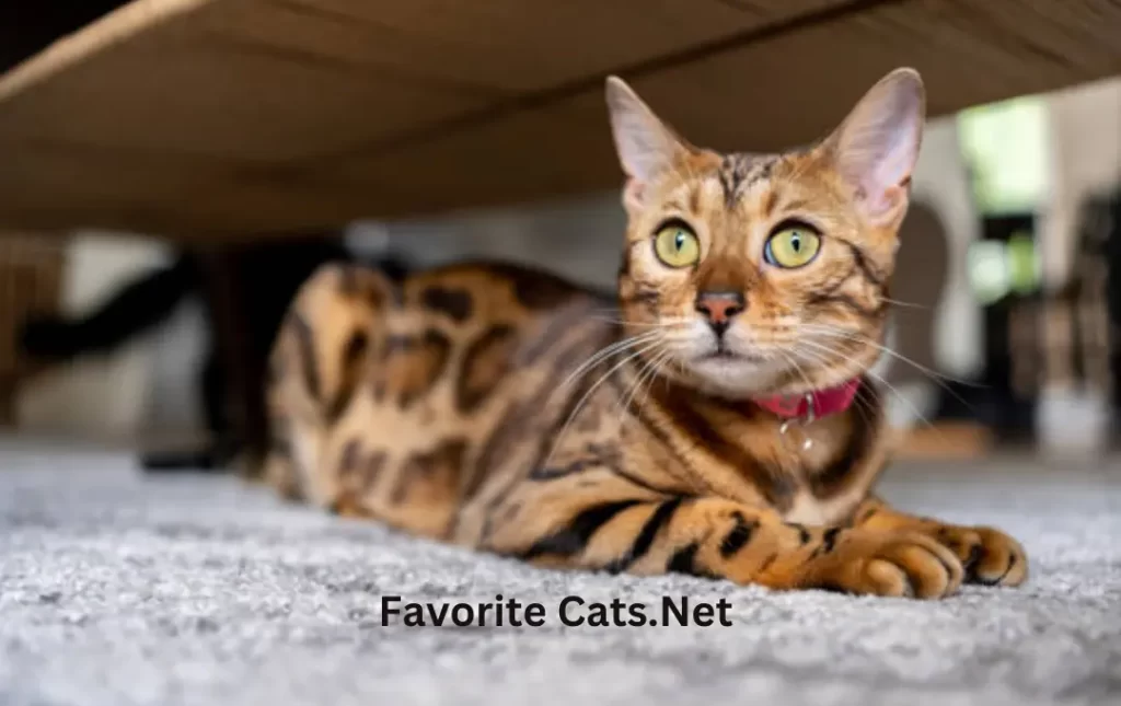 Home for a Bengal Cat's