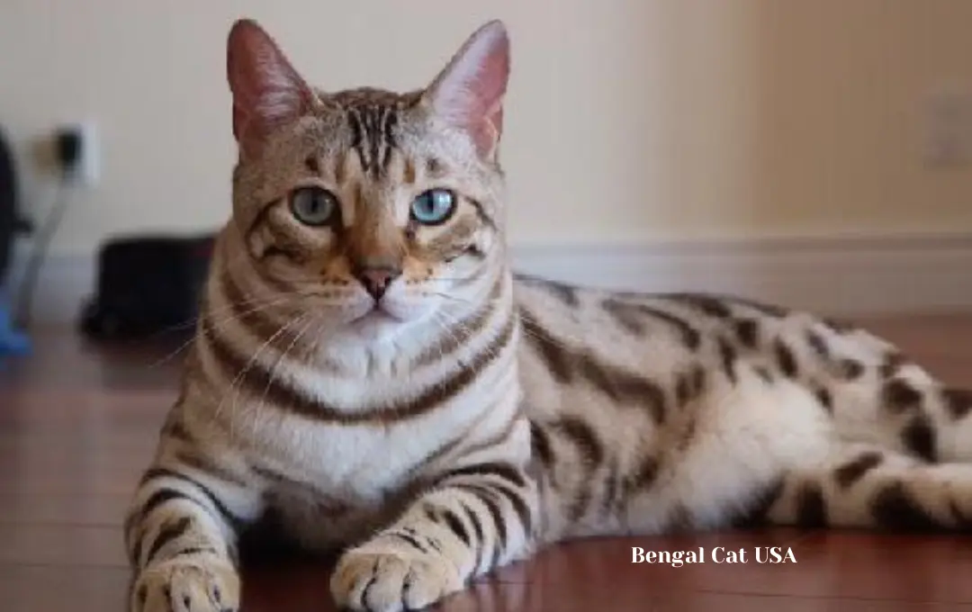Bengal Cat Price USA
