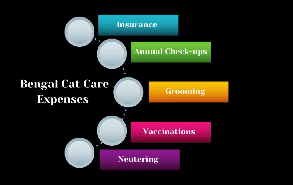 Bengal Cat Care Expenses 