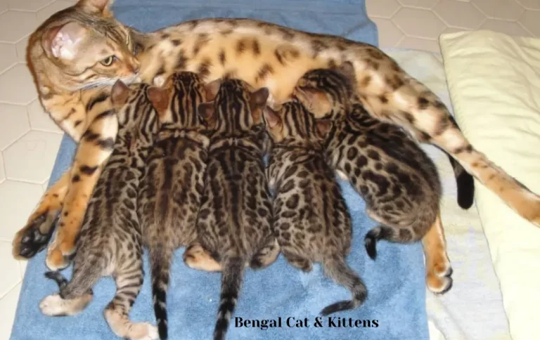 Economical Bengal Cat Price Chicago | Bengal Kittens & Cats for Adoption in 2023