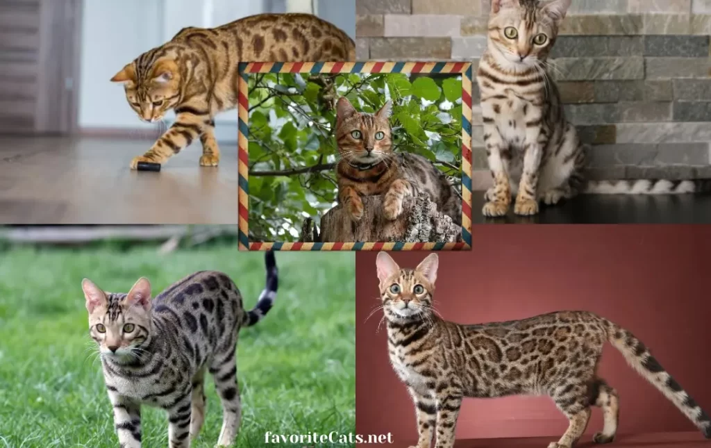 Understanding F2 Bengal Cats