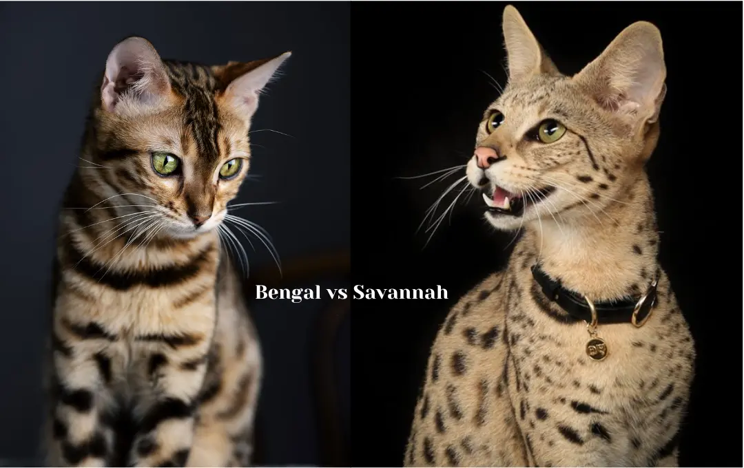 Bengal Cat vs Savannah Cat Price
