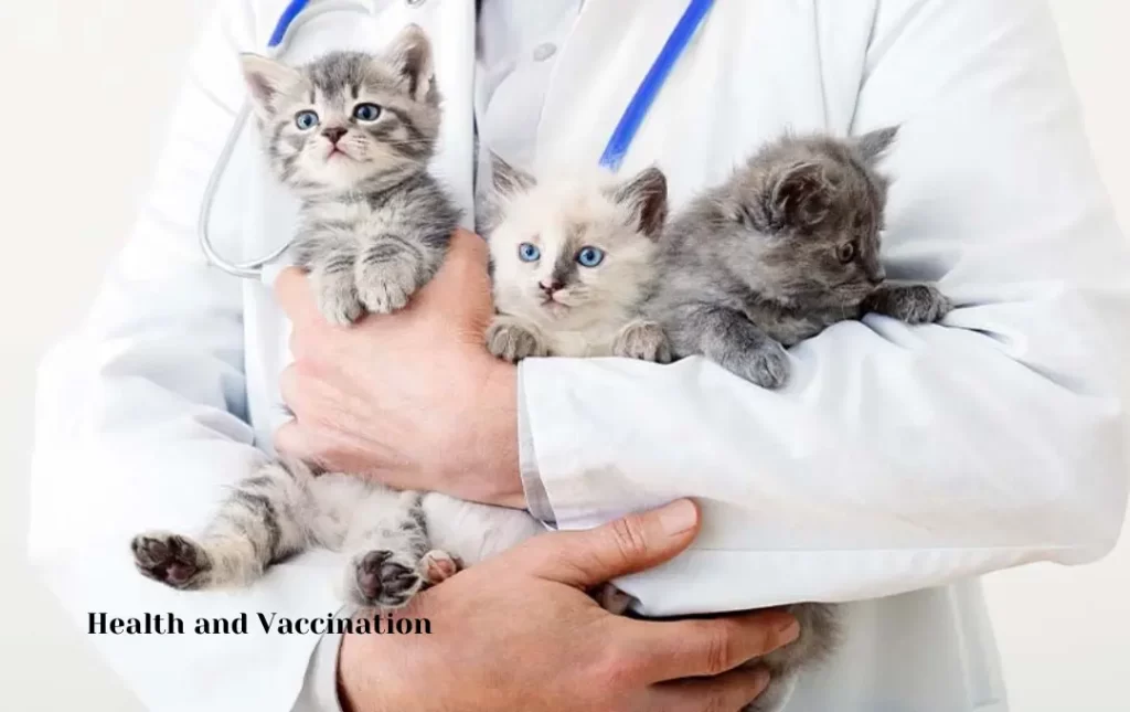 Bengal cat Health and Vaccination Status