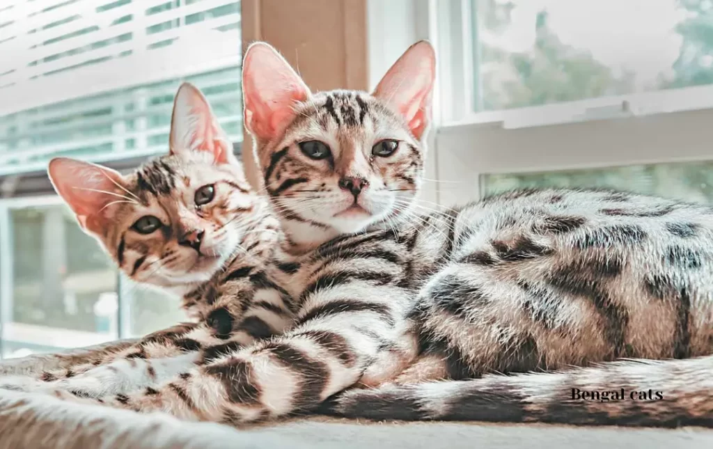 Welcoming a Bengal Cat into Your Home