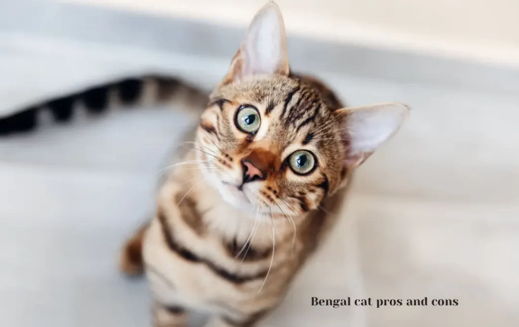 Bengal cat pros and cons