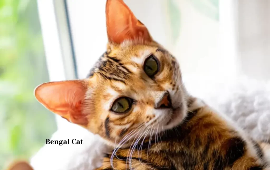 Advice on Caring for Bengal Cats Responsibly