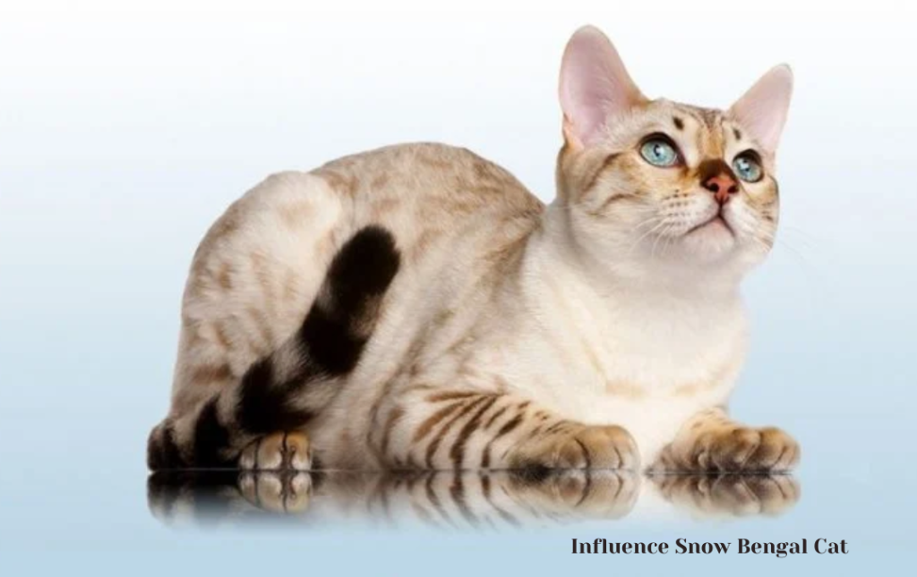  Influence Snow Bengal Cat 