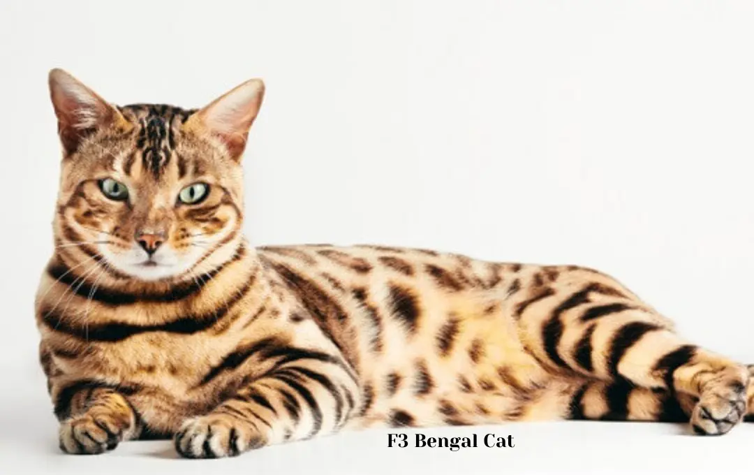 F3 Bengal Cat Price