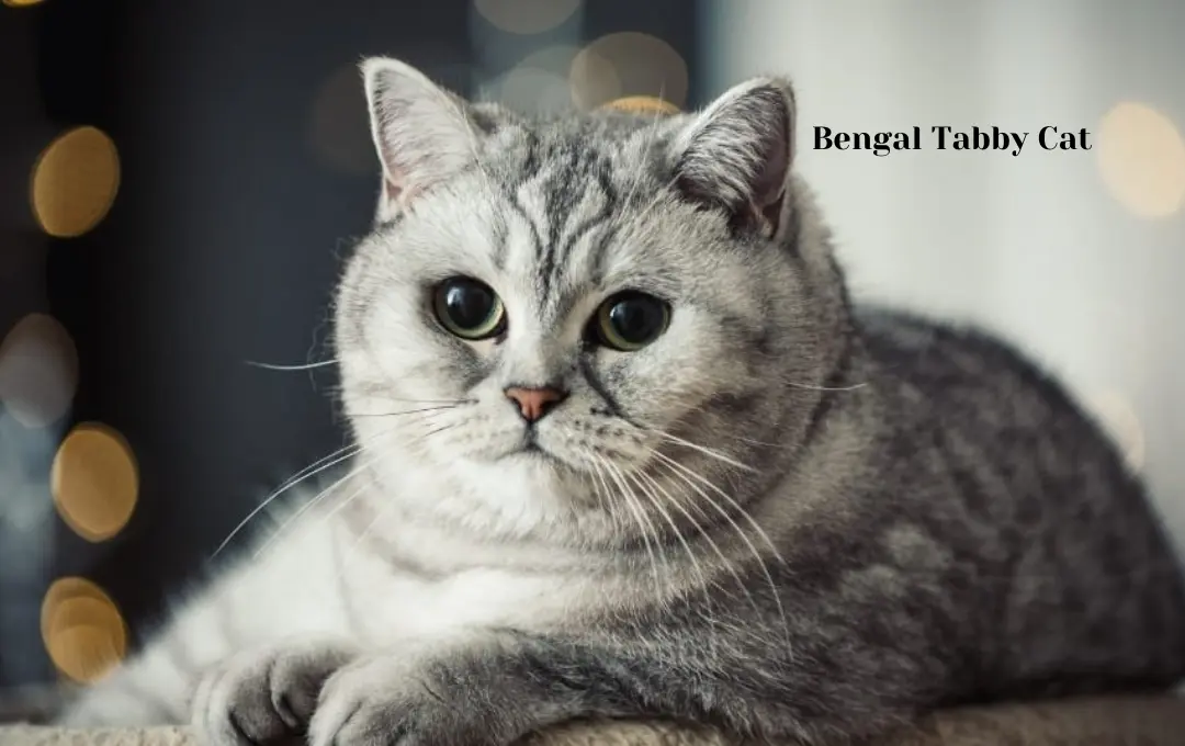Bengal Tabby Cat Price