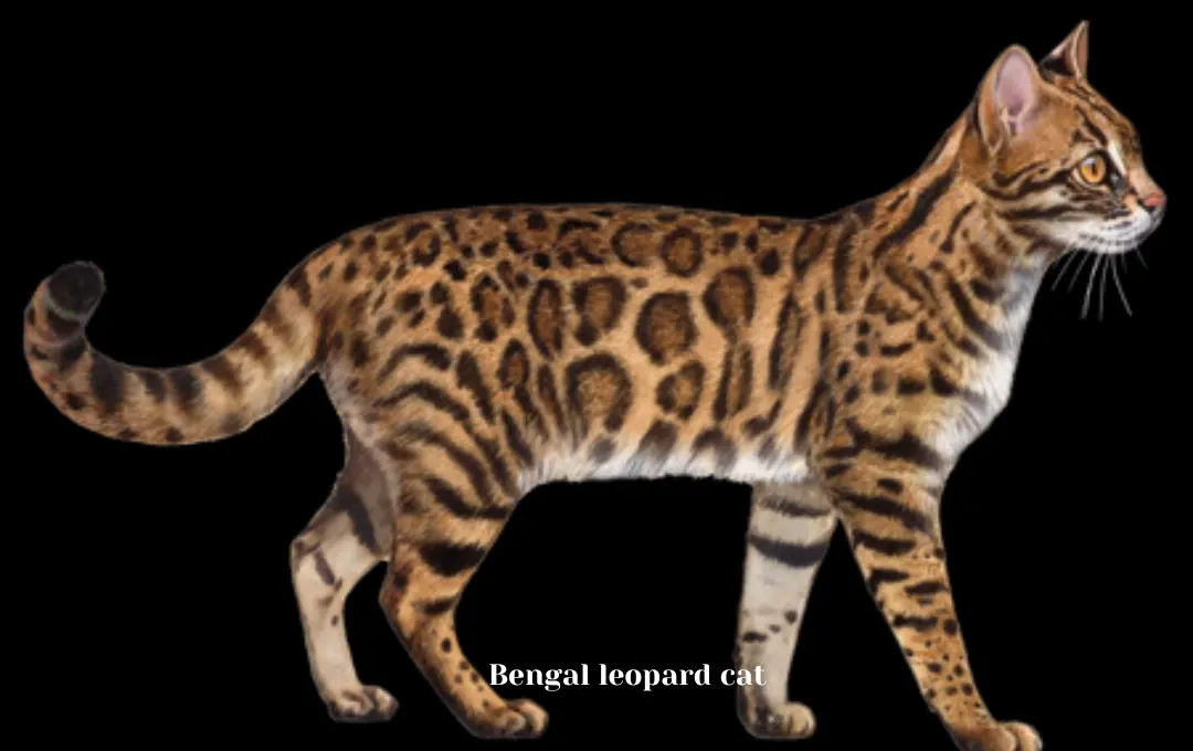 Bengal Leopard Cat Price