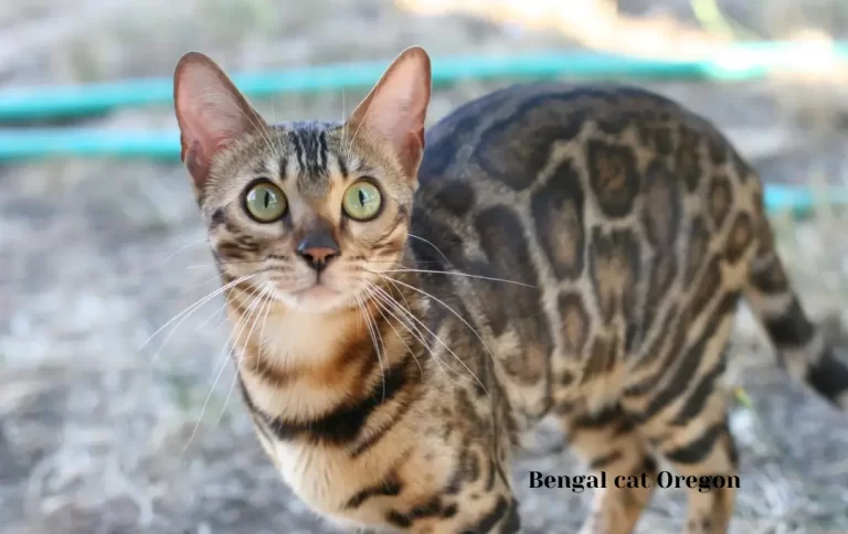 Economical Bengal cat price Oregon | Oregon Bengal Breeder | Updated Guide for 2023