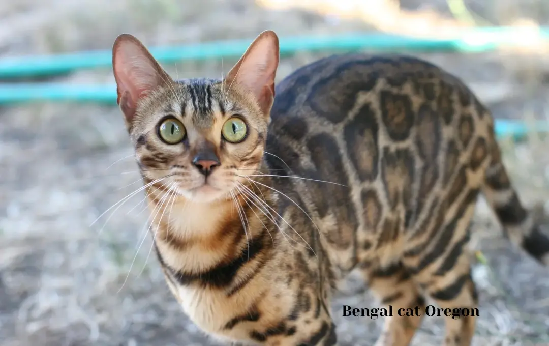 Bengal cat price Oregon