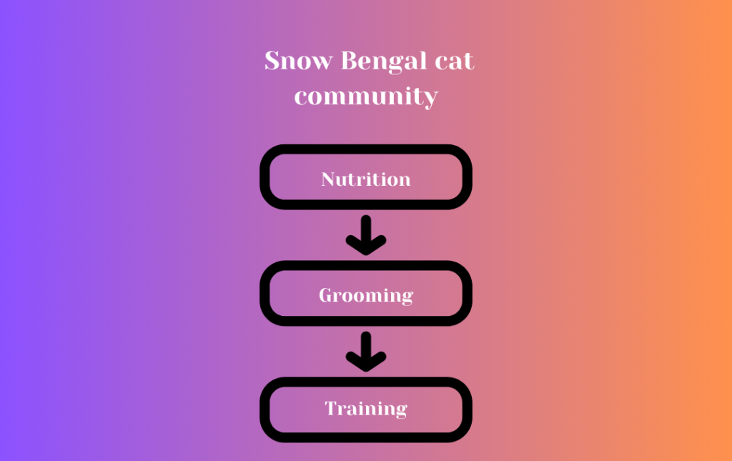 Snow Bengal Cat Community