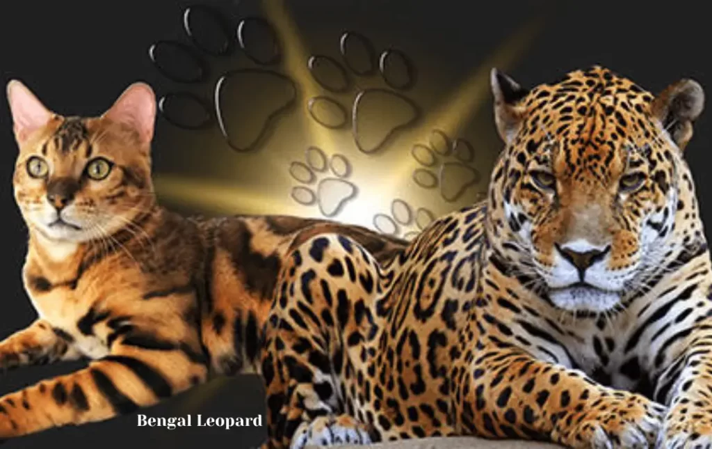 Bengal Leopard Cat Pricing