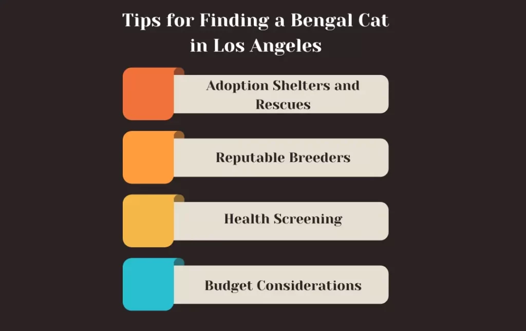 Tips For Finding A Bengal Cat In Los Angeles
