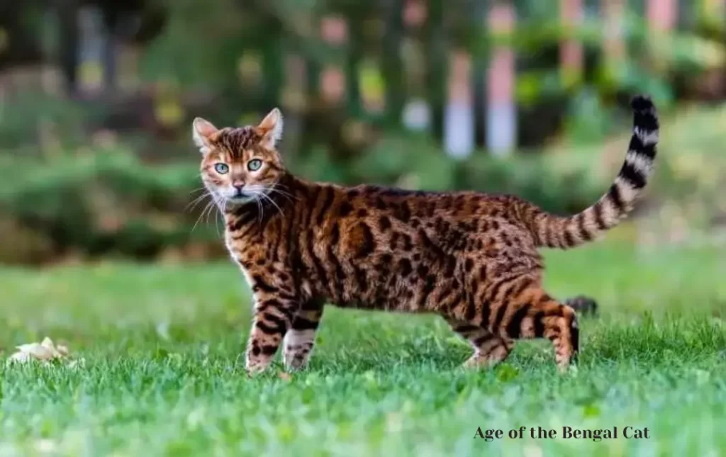 Age of the Bengal Cat