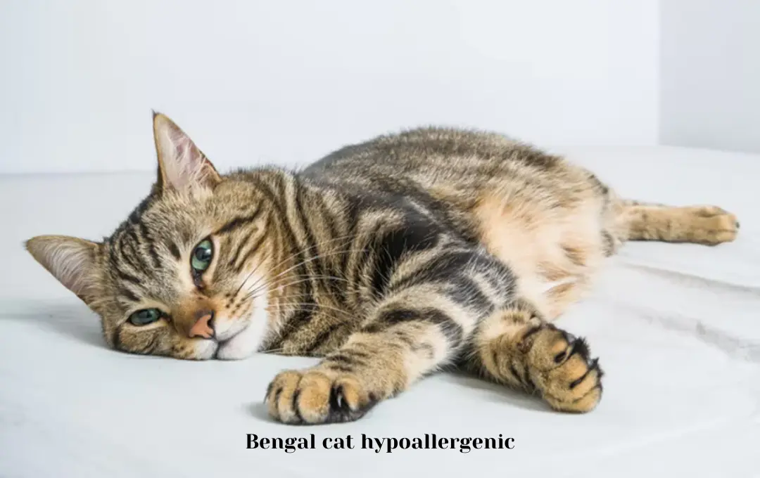 Bengal cat hypoallergenic price